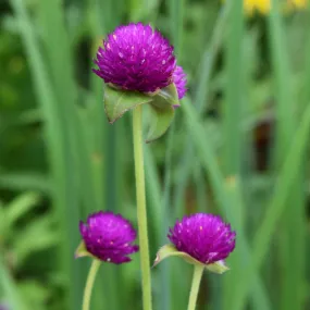 Globe Amaranth Seed Pack