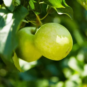 Granny Smith Apple Tree